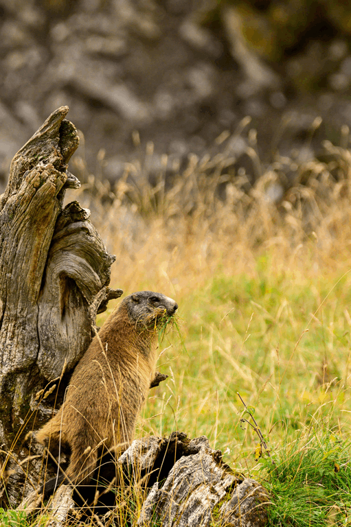 MM_Murmeltier_Herbst