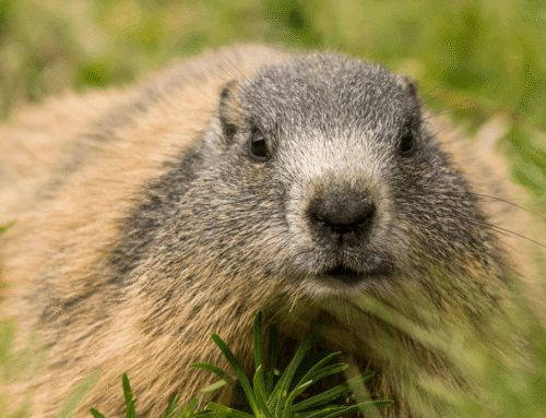 KÖCK Eva-Maria – Kursteilnehmerin 2025