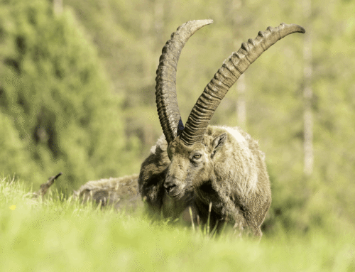 SCHEUCHER Christian – Kursteilnehmer 2025