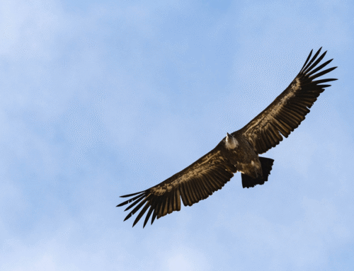 SCHÄFFER Rebecca – Kursteilnehmerin 2025