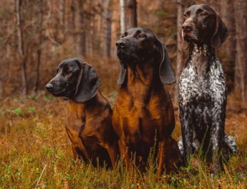 Jagdhunde Rassenvorstellung